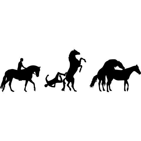 Pferdeverkehr Evolution